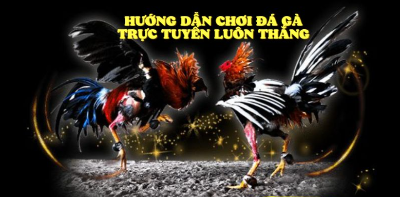 Đá gà tại Mu88