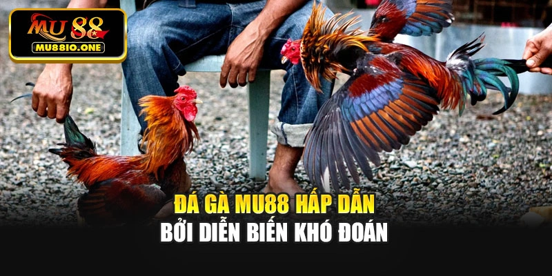 Đá gà MU88 hấp dẫn bởi diễn biến khó đoán
